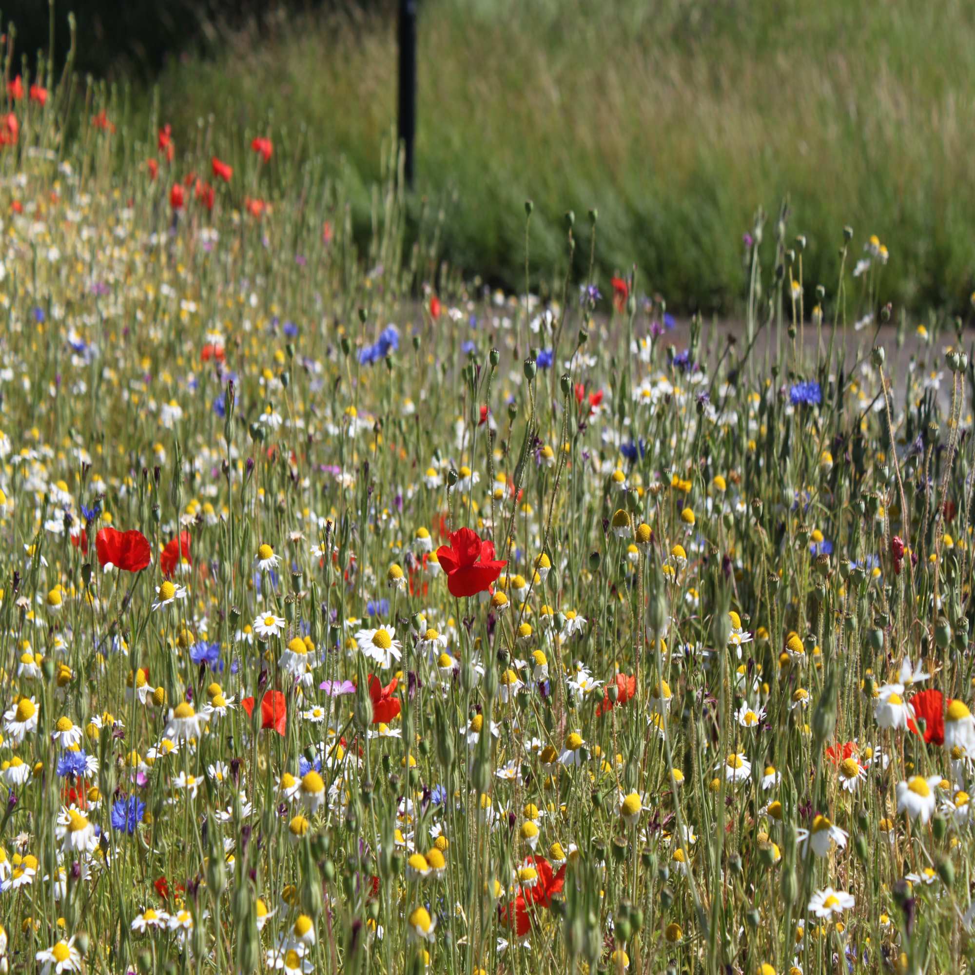 Mixed Wildflower Colours