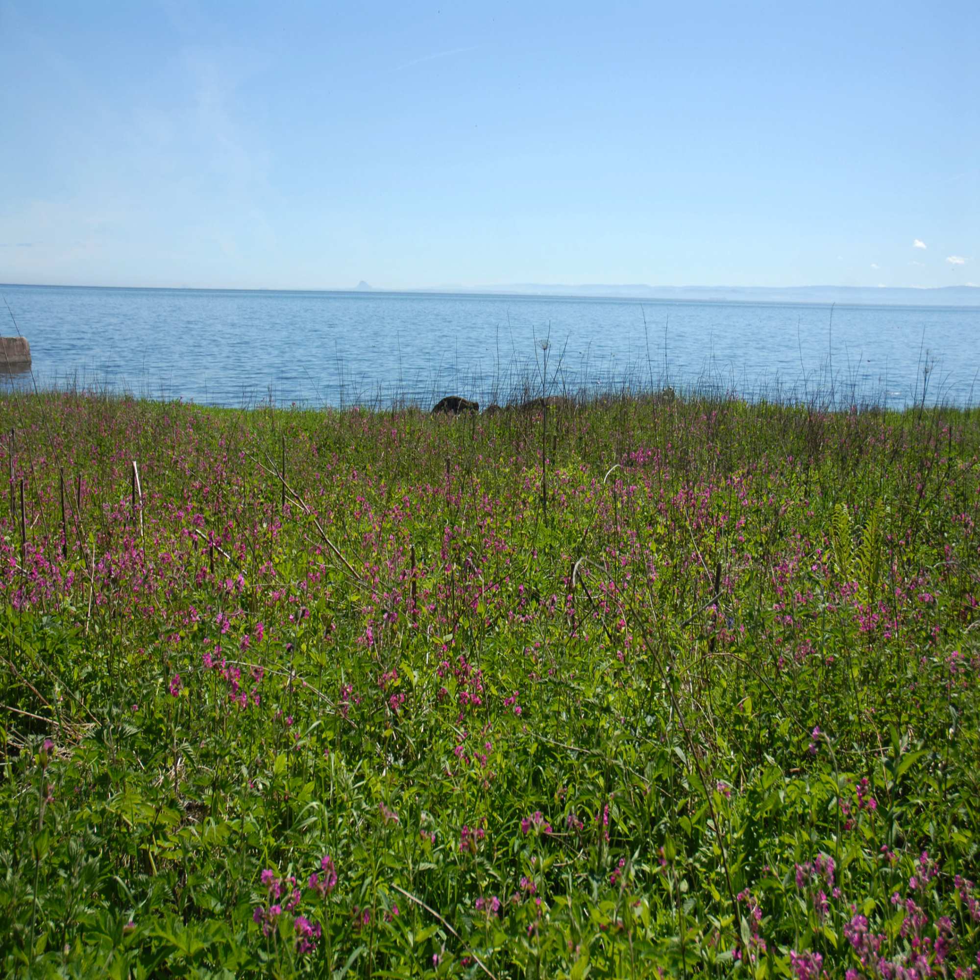 Coastal Wildflower Seed Mix