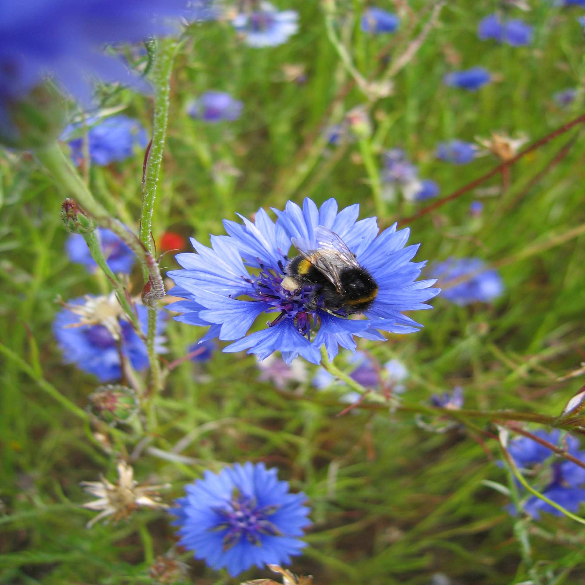 Blooming Brilliant! Britain's Top Wild Flowers!