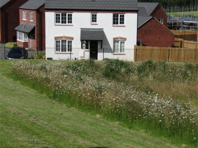 John Chambers Wildflower Matting supplied for Balancing Pond on new Bellway Homes Site