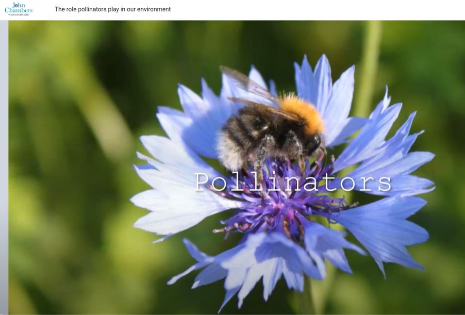 The Role Pollinators Play in our Environment