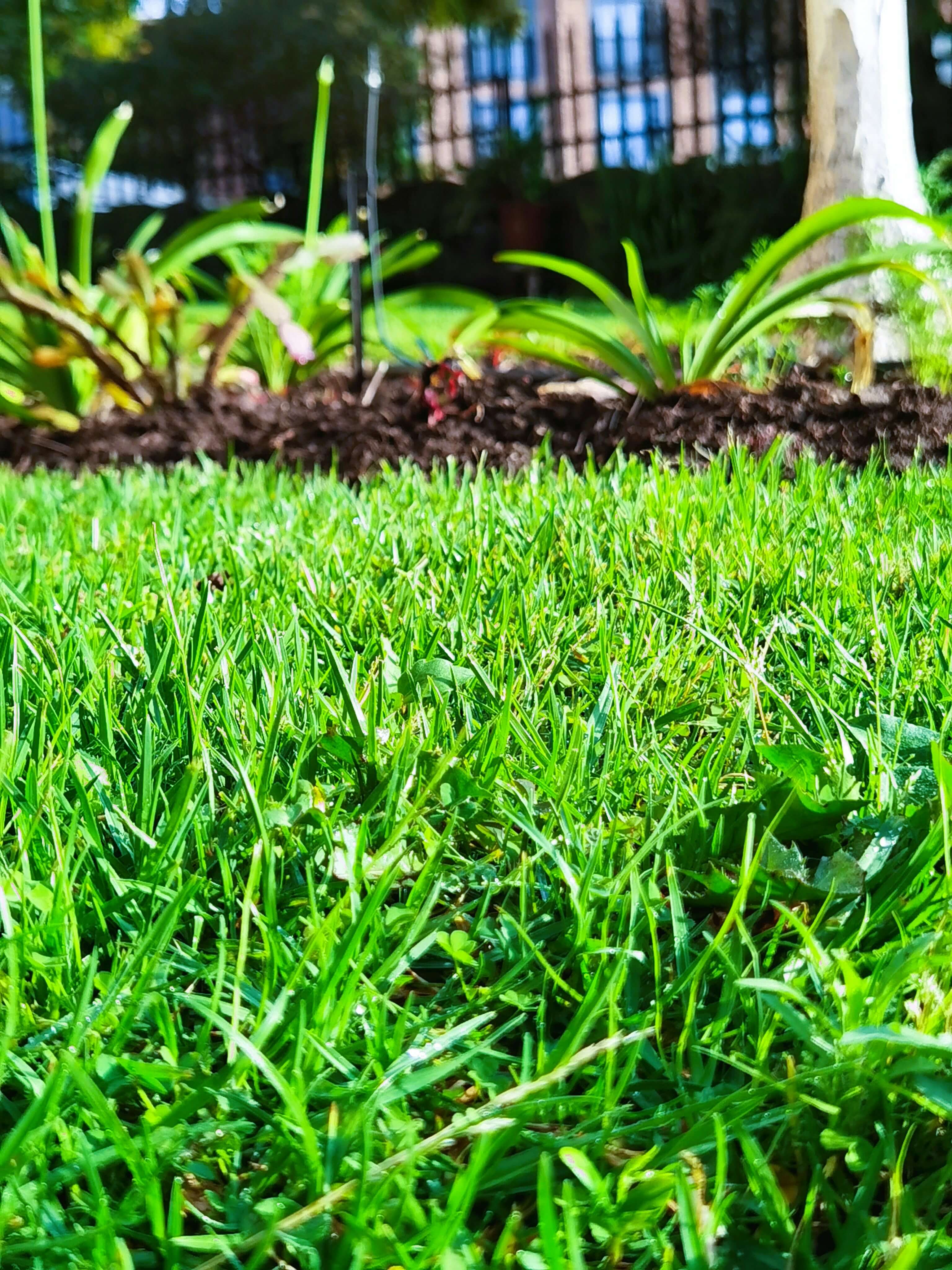 Embracing "No Mow May": The Benefits of Letting Your Lawn Grow Wild