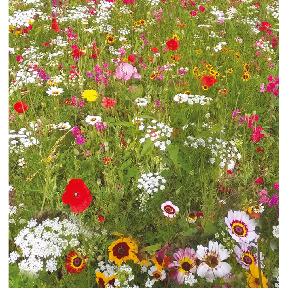 John Chamber Impact Coastal Annual Wildflower Seed Mix - Impact Mix ...