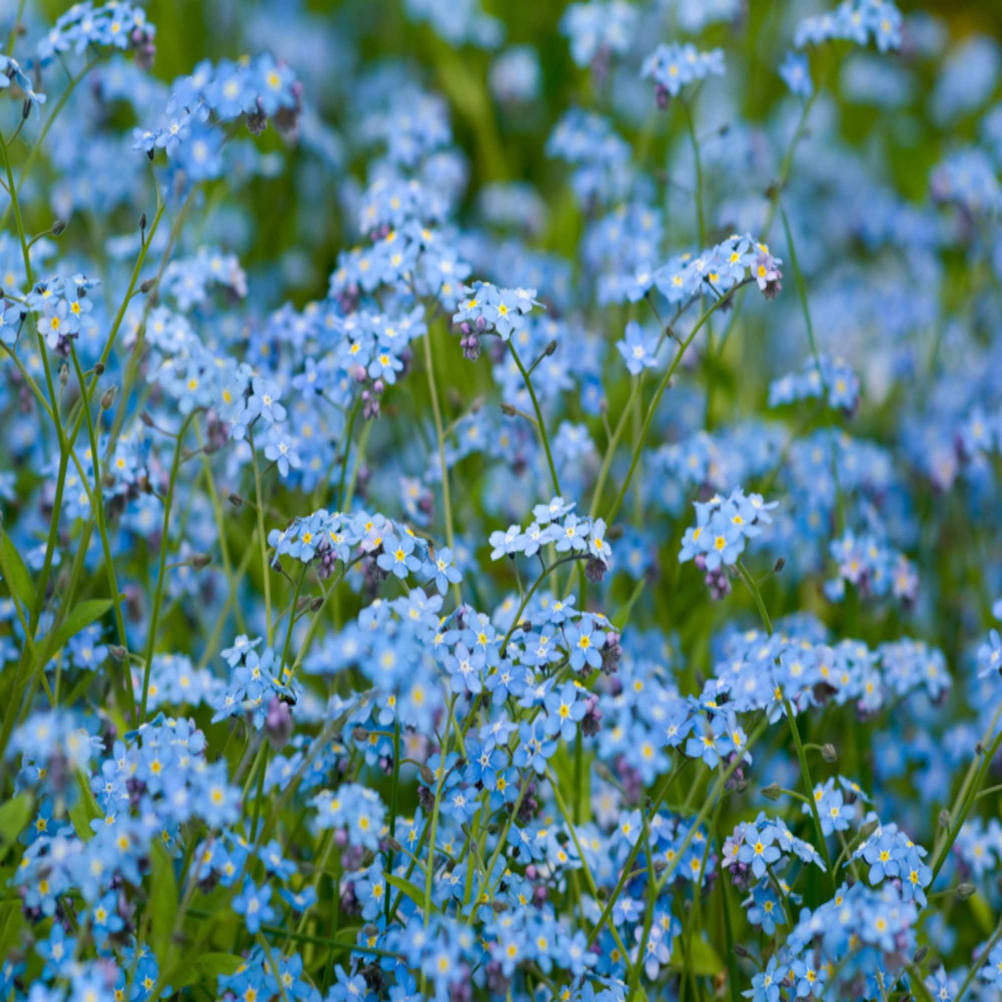 Field Forget-me-not Wildflower Seed - | John Chambers