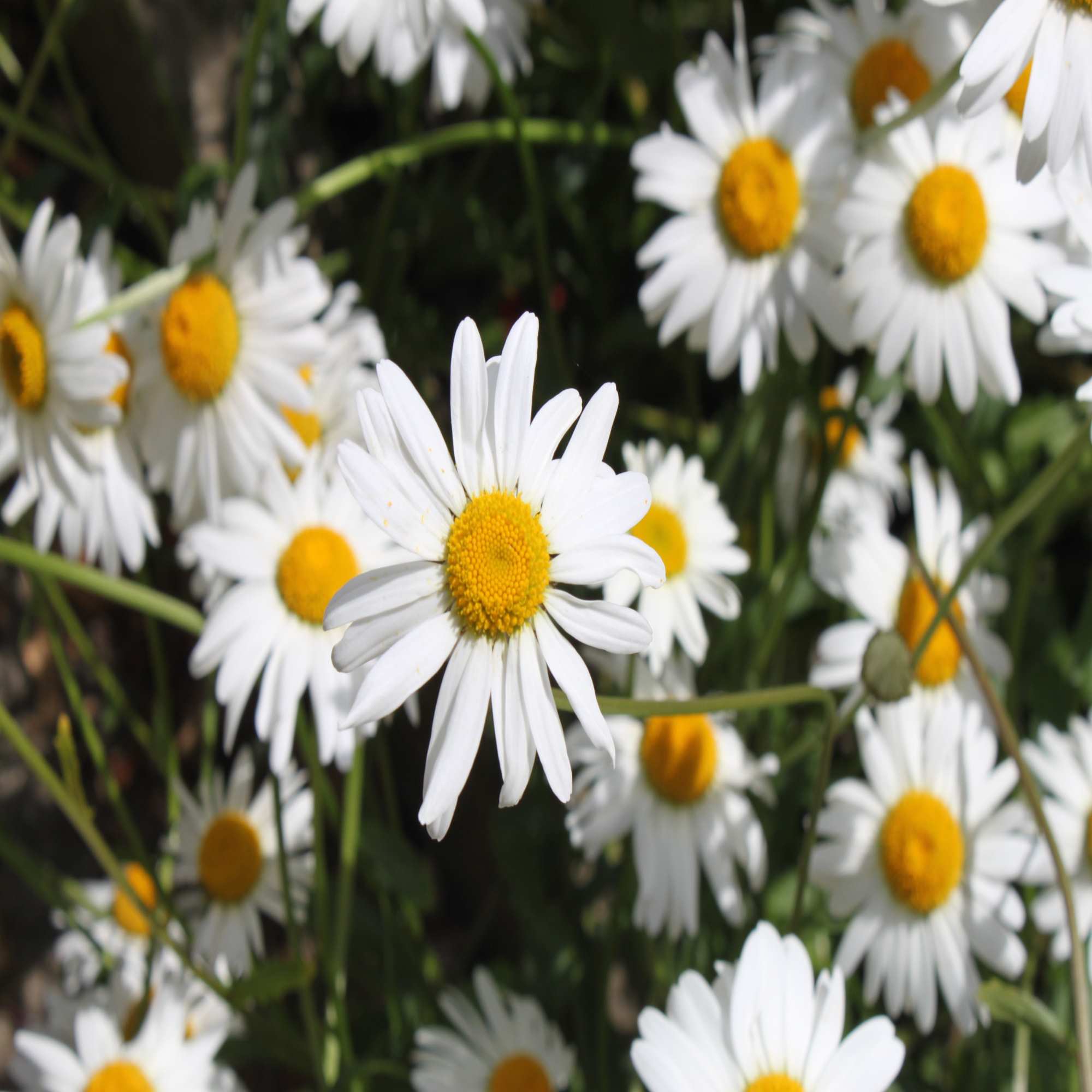 Oxeye Daisy Wildflower Seed - | John Chambers