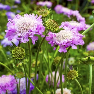 Wildflower Seed Mixes by Soil Type